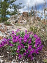 Oxytropis triphylla