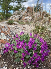 Oxytropis triphylla