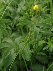 Potentilla chrysantha