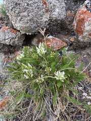 Oxytropis muricata
