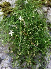 Moehringia muscosa