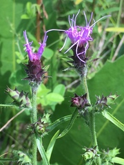 Liatris hirsuta