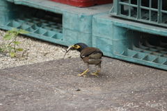 Acridotheres tristis