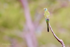 Psephotus chrysopterygius