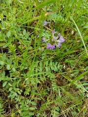 Astragalus bodinii