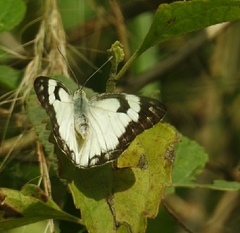 Belenois aurota