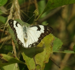 Belenois aurota