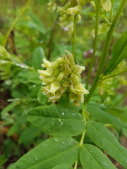 Astragalus americanus