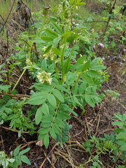 Astragalus americanus