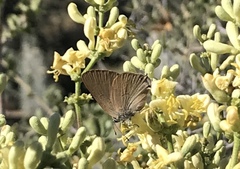 Satyrium auretorum