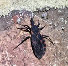 Triatoma sanguisuga