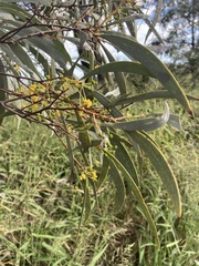 Acacia harpophylla