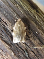 Choristoneura fractivittana