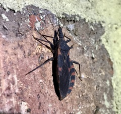 Triatoma sanguisuga