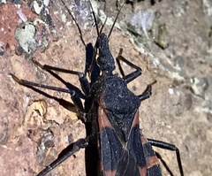 Triatoma sanguisuga