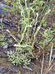 Antennaria rosea rosea