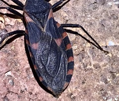 Triatoma sanguisuga