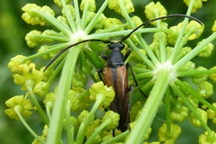 Stenurella melanura