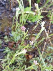 Antennaria rosea rosea