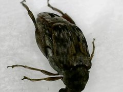 Pseudopachymerina spinipes