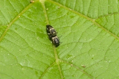 Agrilus derasofasciatus