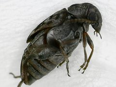 Pseudopachymerina spinipes