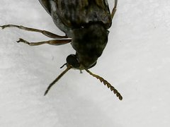 Pseudopachymerina spinipes