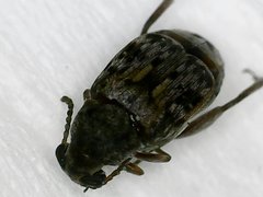 Pseudopachymerina spinipes