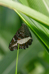 Eurytela hiarbas angustata