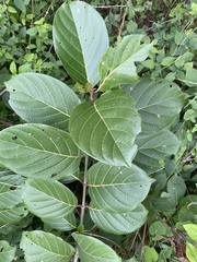 Nauclea latifolia image