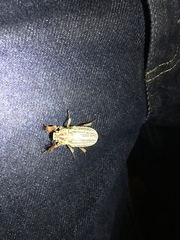 Polyphylla decemlineata