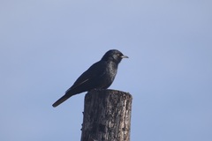 Onychognathus nabouroup