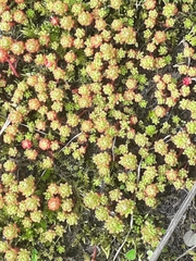 Sedum lydium