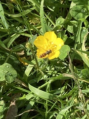 Episyrphus balteatus