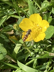 Episyrphus balteatus