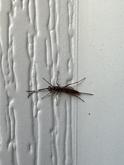 Mesostenus thoracicus