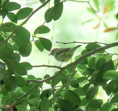 Phylloscopus examinandus