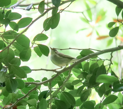 Phylloscopus examinandus