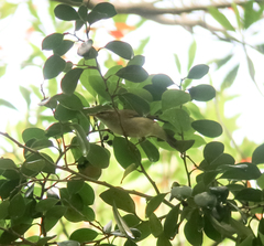 Phylloscopus examinandus