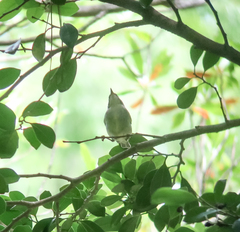 Phylloscopus examinandus