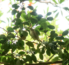 Phylloscopus examinandus