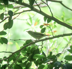 Phylloscopus examinandus