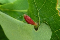 Andricus seminationis