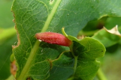 Andricus seminationis