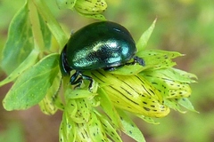 Chrysolina varians