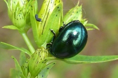Chrysolina varians