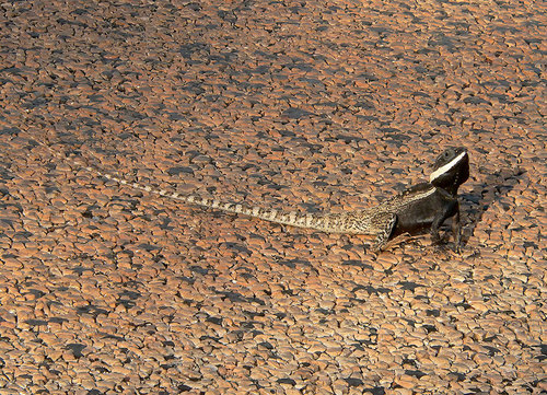 Centralian Lashtail, Amphibolurus centralis