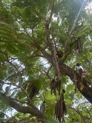 Parkia biglobosa