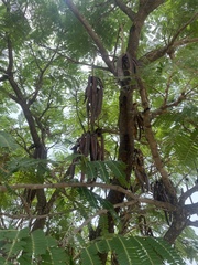 Parkia biglobosa