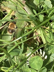 Bombus pascuorum